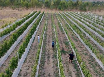 Rural de 3 quartos, Cocalzinho de Goiás · VENDO BELÍSSIMA FAZENDA PRÓXIMO O DF DANDO R$ 7 miL DE RENDA COM CURRAL - CASA E MUITA ARVORE FRUTIF