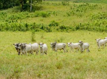 Imagem 1 · Fazenda para venda em Centro, Ortigueira