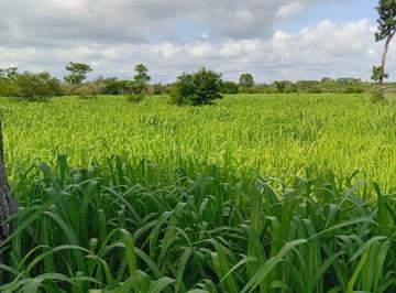 Rural , Carolina · FAZENDA A VENDA PROXIMA AO MUNICIPIO DE CAROLINA-MA