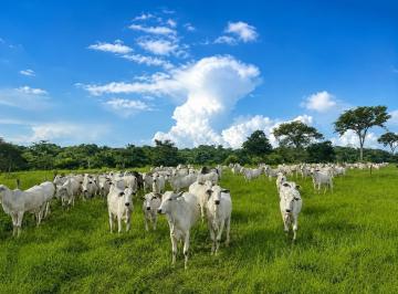 Imagem 1 · Fazenda para venda em Centro, Campos Belos