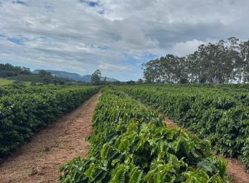 Foto 03 · fazenda de café São Sebastião do Paraiso