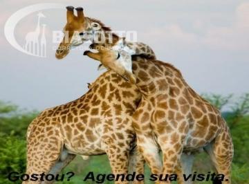 0 · apartamento à venda em Vila Nova