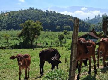 med_0d43567b05580267c584c5824da5367e.jpeg · FAZENDA ENGENHEIRO PASSOS - RESENDE - RJ