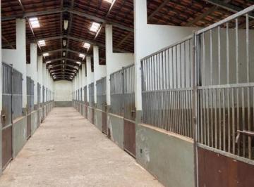 med_d60f218e9871d355becc81b2615b3fa1.jpg · HARAS CAÇAPAVA - SP
