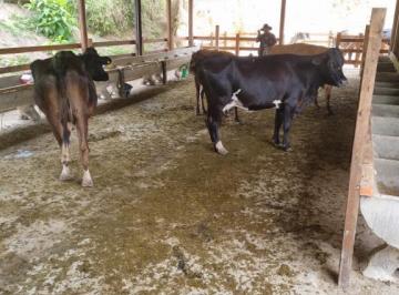 med_42aefa38737ad7ccc19f54e81097c8bd.jpeg · Fazenda em São Luís do Paraitinga