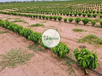 Rural , João Pinheiro · Fazenda a venda em Joao Pinheiro-MG - 500 Hectares - 350ha plantando café