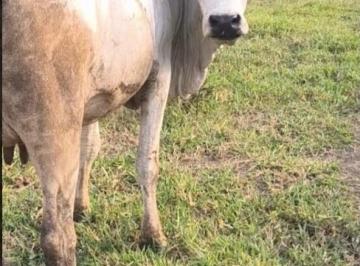 Rural · 500m² · 2 Quartos · MARIAH IMOVEIS VENDE LINDA CHACARA PRODUTIVA E MUITO BEM LOCALIZADA NA PONTE ALTA NORTE DO GAMA