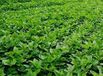 Imagem 2 · Fazenda para venda em Limoeiro, Londrina