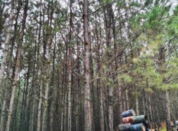 Foto 01 · FAZENDA DE PINUS À VENDA  ITAPETININGA SP