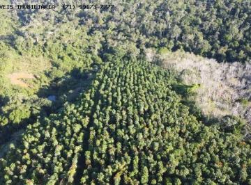 202610061157447382.jpg · FAZENDA PRODUTIVA EM CAMAMU | 106 HECTARES | CACAU, SERINGA E MOGNO AFRICANO