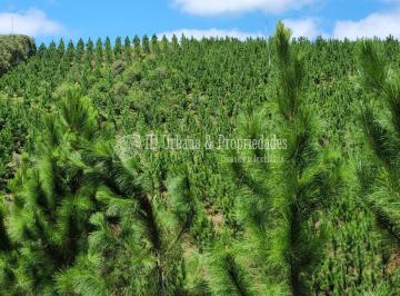 1 · Fazenda Pinusvalli à venda - Bocaiúva do Sul/PR