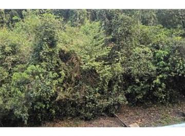 Foto 01 · Terreno, Galópolis, Caxias do Sul, RS