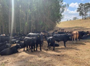 Photo_0 ·
Fazenda de 72 Alqueires na Região de Poços de Caldas (MG) – Alta Aptidão para Café