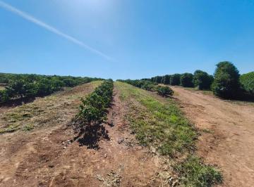 Photo_0 · 
                Fazenda de Café com 300 Mil Pés na Região de Alfenas (MG) – Porteira Aberta para Al