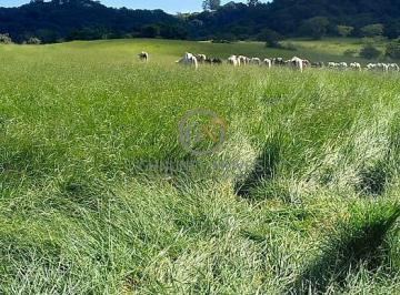 Pastagem formada em 75% da área total, destacando a alta capacidade de suporte e a qualidade do solo argiloso. · Fazenda 238 Alqueires em Marília SP | Venda R$ 39Mi
