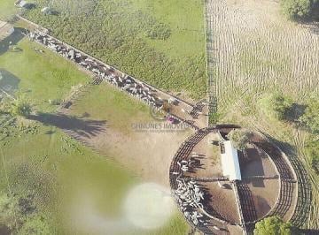 Vista aérea do curral de maneio com design funcional para otimizar o fluxo do rebanho. · Fazenda à Venda em Poconé MT | 18.700 ha de Pecuária