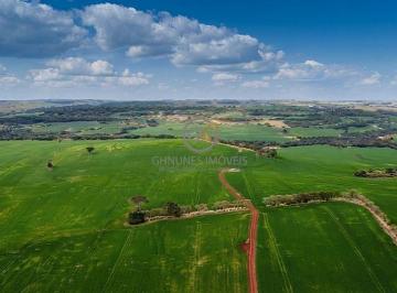 Terra Vermelha legítima (Roxa) com alto teor de argila, garantindo fertilidade superior e retenção de umidade para sua lavoura. · Fazenda 336 Alq Terra Vermelha entre Cornélio e Nova Fátima