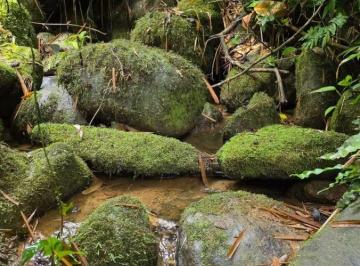 Rural , Morretes · SÍTIO À VENDA EM MORRETES/PR – REGIÃO DO ANHAIA SEM BEIFEITORIAS