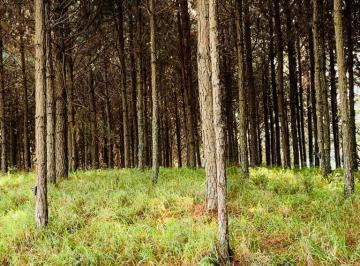Foto 01 · Fazenda 96 Alqueires, 35 Alqueires Em Pinus, Rico Em Água Com Açudes E Rio, Topografia Boa, 10 Alque