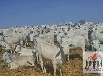 Rural · 1998m² · Fazenda À Venda No Bairro Centro - Montes Claros/mg