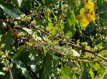 Rural · 4ha · Chácara de Produção de Café Em Patrocínio - Mg.