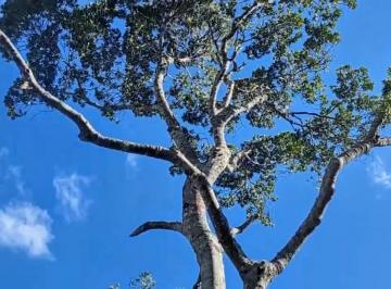 Terreno , Cambuí · Sítio Rota Das Águas Parte 8