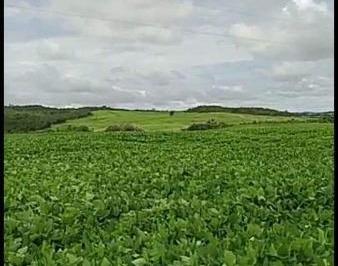 3012_imovelintegrado_imovelweb_1.jpg · Fazenda Setor Central Edeia Go