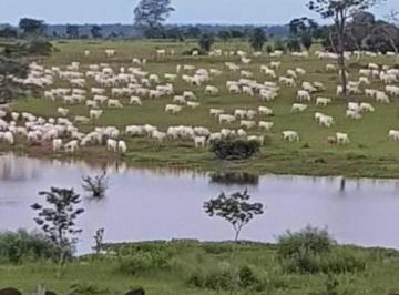 3337_imovelintegrado_imovelweb_1.jpg · Fazenda Setor Central Sao Miguel Do Araguaia Go