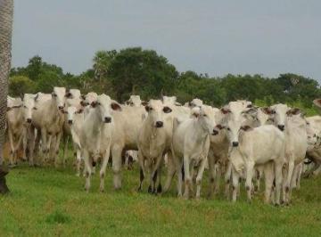 3115_imovelintegrado_imovelweb_1.jpg · Fazenda Centro Caceres Mt