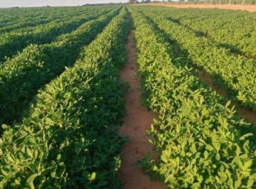 3294_imovelintegrado_imovelweb_1.jpg · Fazenda Centro Birigui Sp