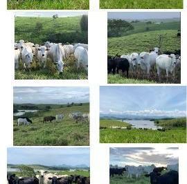3059_imovelintegrado_imovelweb_1.jpg · Fazenda Sao Vicente de Paula Araruama Rj
