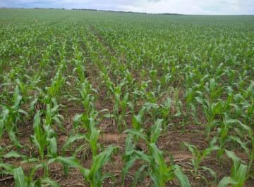 2992_imovelintegrado_imovelweb_1.jpg · Fazenda Centro Campos de Julio Mt