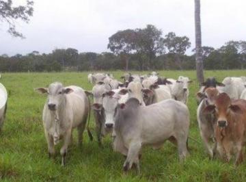 3228_imovelintegrado_imovelweb_1.jpg · Fazenda Centro Pocone Mt
