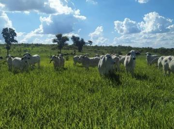 2436_imovelintegrado_imovelweb_1.jpg · Fazenda Centro Ribas Do Rio Pardo Ms