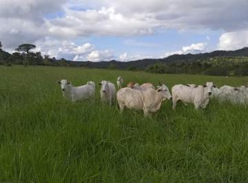 2860_imovelintegrado_imovelweb_1.jpg · Fazenda Centro Confresa Mt