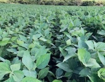 2336_imovelintegrado_imovelweb_1.jpg · Fazenda Centro Cristalina Go