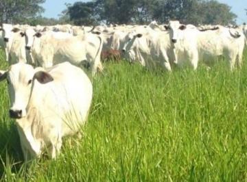 2544_imovelintegrado_imovelweb_1.jpg · Fazenda Centro Pocone Mt