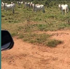 3157_imovelintegrado_imovelweb_1.jpg · Fazenda Centro Ribeirao Cascalheira Mt