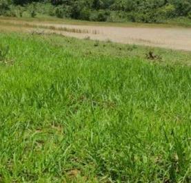 3433_imovelintegrado_imovelweb_1.jpg · Fazenda Parque Das Laranjeiras Formosa Go