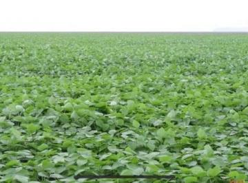3171_imovelintegrado_imovelweb_1.jpg · Fazenda Centro Nova Mutum Mt
