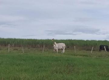 3427_imovelintegrado_imovelweb_1.jpg · Fazenda Divino Espirito Santo Mineiros Go