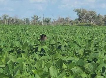 2378_imovelintegrado_imovelweb_1.jpg · Fazenda Terra Brasil Sorriso Mt