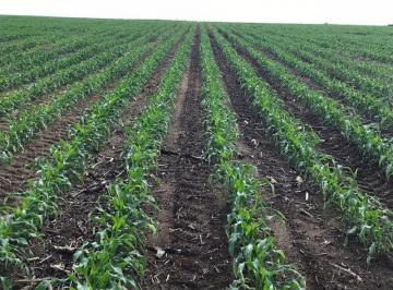 3441_imovelintegrado_imovelweb_1.jpg · Fazenda Centro Nova Mutum Mt
