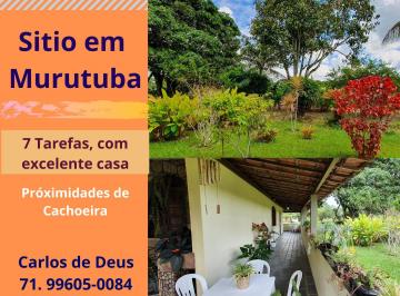 Terreno de 4 quartos, Sapeaçu · Sitio Em Murutuba, 7 Tarefas, Lindas Árviores Frutíferas, Próximo Cachoeira