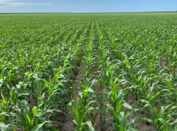 Rural · 26180000m² · Fazenda a Venda Em Quilombo - Pi!