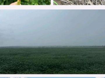 Rural · 56060000m² · Fazenda a Venda Para Investidores Região de Gaúcha Do Norte - Mt!