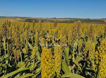 Rural · 344ha · Fazenda Para Plantio