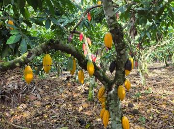 Rural · 245ha · Fazenda Para Venda Em Uruçuca, Zona Rural