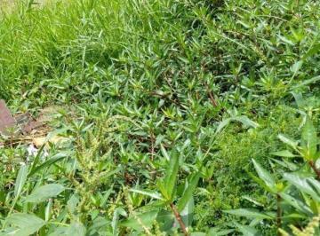 c752c6afce8bda9b126bf4b54cbc135e.jpg · Terreno À Venda, 166 m² por R$456.000 - Parque Flamengo - Guarulhos/sp