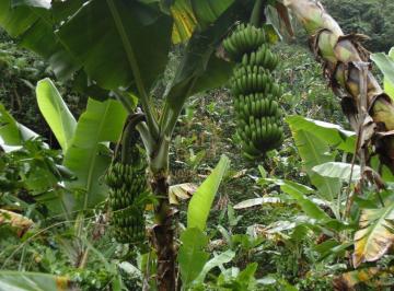 Terreno · 245000m² · Para Café, Gengibre Ou Bananal! Propriedade Rural Em Matilde Es Com 24,5 Hectares, Nascente E Eucali